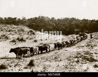 . Un taureau est de l'équipe tirant un wagon chargé le long d'une piste dans le type de sable de pays par lequel le promontoire Road a été construit. (Voir w:Wilsons Promontory) . 1937. Carte des routes de campagne 105 Bullock wagon Promontory Road Banque D'Images