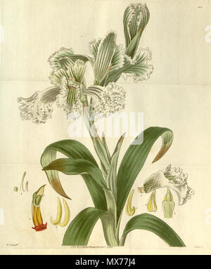 . Illustration de Chloraea (bletioides comme syn. Ulantha grandiflora (index) et Neottia ? Grandiflora (plaque et description)) . 1829. W. J. H. ( = William Jackson Hooker) (1785-1865) del., Swan sc. Chloraea 128 bletioides Ulantha (comme grandiflora grandiflora) et Neottia - Curtis' 57 (N.-É.) 4) pl. 2956 (1829) Banque D'Images