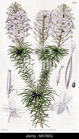 . Jardin botanique de l'impression à feuilles fasciculées (triggerplant Stylidium fasciculatum) de Curtis's Botanical Magazine vol. plaque 67 3816. 1840. Curtis's Botanical Magazine 71840 à feuilles fasciculées stylidium Banque D'Images