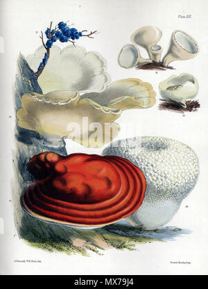 . Lithographie de divers champignons étant de plaque XII :, Sarah (1865) Illustrations des champignons de nos champs et bois publié pour l'auteur par Lovell Reeve & Co., 5, Henrietta Street, Covent Garden, 1864-65. 1865. Sarah : 501 Price-Sarah-champignons-plaque-XII-1865 Banque D'Images