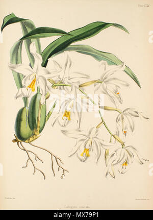 . Illustration de Coelogyne cristata . Entre 1862 et 1865. Walter Hood Fitch (1817 - 1892), illustrateur, Robert Warner (1814-1896) et Benjamin Samuel Williams (1822-1890) rédacteurs 138 Coelogyne cristata - Warner, Williams - Sélectionnez orch. de plantes 1, pl. 35 (1862-1865) Banque D'Images