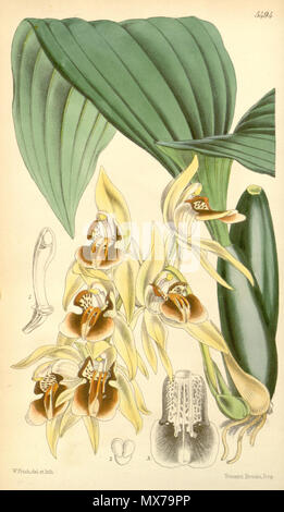 . Illustration de Coelogyne fuscescens var. brunnea . 1865. Walter Hood Fitch (1817-1892) del. et lith. Description par Joseph Dalton Hooker (1817-1911) 138 Coelogyne fuscescens var. brunnea - Curtis' 91 (Ser. N° 3 21) pl. 5494 (1865) Banque D'Images