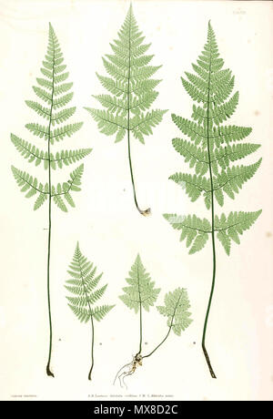 . La plaque du livre . 1857. par Thomas Moore ; édité par John Lindley ; nature-imprimé par Henry Bradbury. 172 Dryopteris dilatata Moore26 Banque D'Images