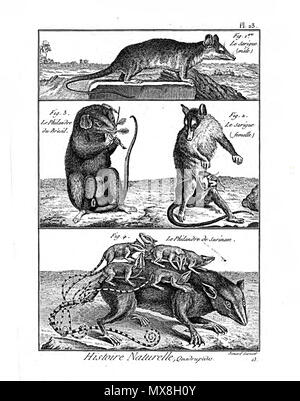 189 Encyclopédie méthodique - mammalogie, pl23 Banque D'Images