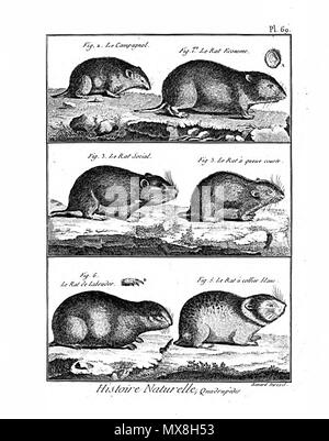 189 Encyclopédie méthodique - mammalogie, pl69 Banque D'Images