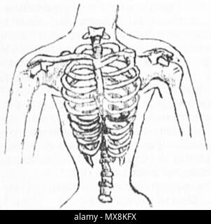 . Женская грудная клетка : Русский, изменённая ношения корсета после. 1895. Corset poitrine féminin 205 inconnu Banque D'Images