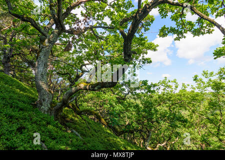 Steinberg-Dörfl : forêt de chênes, arbres tordus tordues, jungle, forêt naturelle, colline d'Burgstallberg la montagne en Autriche, Burgenland, Mittelburgenland Banque D'Images