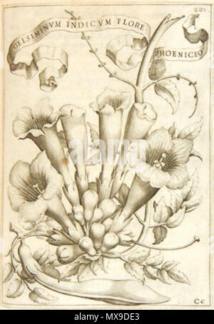 . Gelsiminum indicum. Dans l'illustration de Florum Cultura, édité par Giovanni Battista Ferrari (ed. Facciotti, Rome, 1638) . éd. 1638. Gelsiminum 237 inconnu indicum - Giovanni Battista Ferrari Banque D'Images