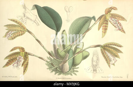 . Illustration de Helcia sanguinolenta (syn. Trichopilia sanguinolenta) . 1893. M. S. del. (  = Matilda Smith, 1854-1926), J. N. Fitch lith. (  = John Nugent Fitch, 1840-1927) Description par Joseph Dalton Hooker (1817-1911) 271 Helcia sanguinolenta (comme Trichopilia sanguinolenta) - Curtis' 119 (Ser. N° 3 49) pl. 7281 (1893) Banque D'Images