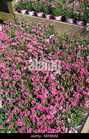 Dianthus 'baisers Rose' Banque D'Images