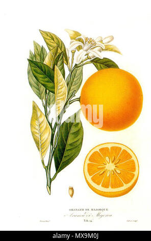 . Citrus sinensis (L.) Histoire et la culture des orangers A. Risso et A. Poiteau. -- Henri Plon, Paris, 1872 Editeur . 14 mai 2007. Massimo L. 280 Histoire et la culture des orangers A. Risso et A. Poiteau. -- Henri Plon, Paris, 1872 Editeur Banque D'Images