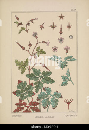 . Anglais : Planche 19 de 'La plante et ses applications ornementales' . 1896. Juliette Milesi 241 Géranium sauvage Banque D'Images