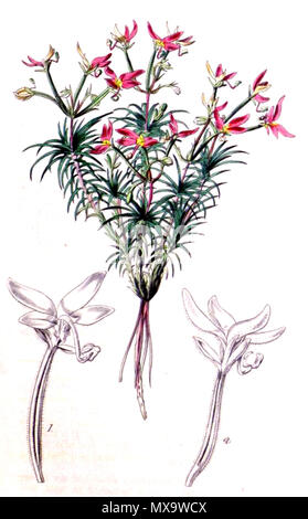 . Jardin botanique de l'impression (impression en Stylidium bulbiferum S. recurvum, qui plus tard a été réduit à la synonymie de S. bulbiferum) de Curtis's Botanical Magazine Volume 68 3913 plaque. 1842. Curtis's Botanical Magazine 580 Stylidium bulbiferum 3913 Banque D'Images