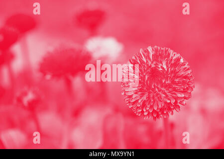 Marguerites - English rose Bellis perennis. Duotone background Banque D'Images