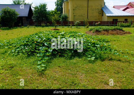 Potiron hokkaido sur paille plantes pari dans jardin de permaculture. Banque D'Images