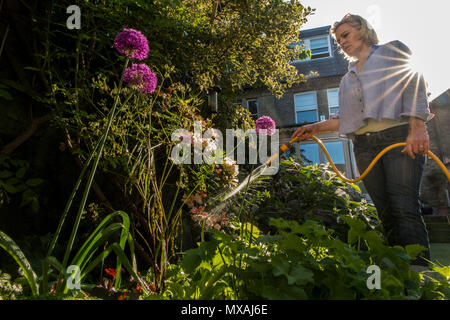 Les eaux d'une dame de son jardin avec le soleil d'été éclatant à travers avec un spray d'eau de rétro-éclairé le flexible Banque D'Images