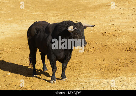 Combats de taureau dans l'arène d'une arène. Espagne Banque D'Images