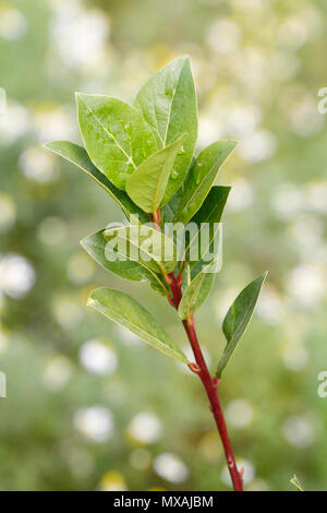 Le laurier (Laurus nobilis) (bay laurel/laurier) les feuilles aromatiques utiliser comme condiment en cuisine, originaire de la région méditerranéenne. Banque D'Images