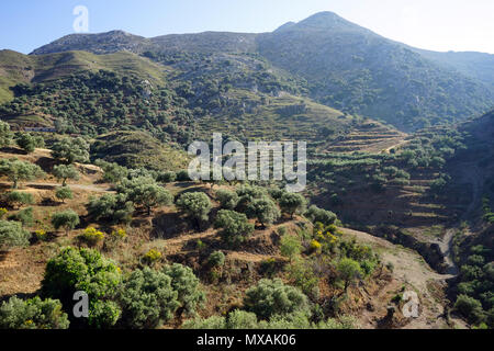 Olive Grove sur la pente de la colline, des sentiers à Tissiniva en Grèce Banque D'Images