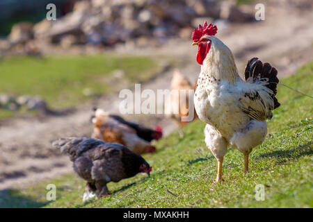 Close-up of big beautiful white bien nourris coq fièrement la garde de troupeau dans l'alimentation des poules sur l'herbe verte journée ensoleillée sur l'arrière-plan flou. Farm Banque D'Images