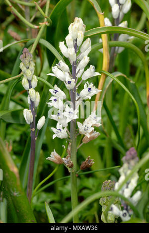 La Jacinthe romaine - Bellevalia romana du Bassin Méditerranéen Banque D'Images