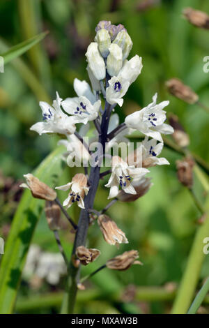 La Jacinthe romaine - Bellevalia romana du Bassin Méditerranéen Banque D'Images