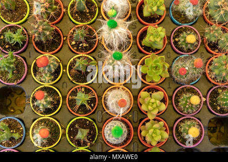 Divers types de petites plantes grasses et cactus Banque D'Images