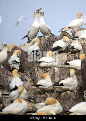 Des milliers de Fous de Bassan de recueillir des matériaux de nidification qui se préparent à la nouvelle saison de reproduction sur la Bass Rock, dans le Firth of Forth, formant la plus importante colonie de fous de Bassan de l'île dans le monde. Banque D'Images