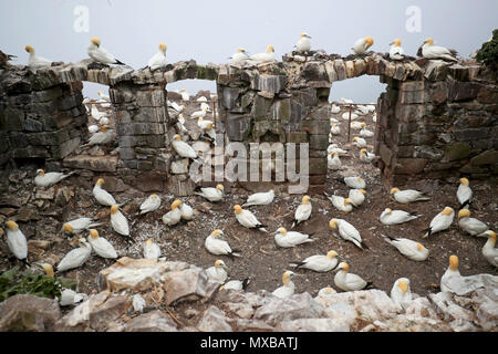 Des milliers de Fous de Bassan de recueillir des matériaux de nidification qui se préparent à la nouvelle saison de reproduction sur la Bass Rock, dans le Firth of Forth, formant la plus importante colonie de fous de Bassan de l'île dans le monde. Banque D'Images