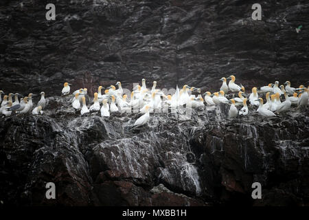 Des milliers de Fous de Bassan de recueillir des matériaux de nidification qui se préparent à la nouvelle saison de reproduction sur la Bass Rock, dans le Firth of Forth, formant la plus importante colonie de fous de Bassan de l'île dans le monde. Banque D'Images