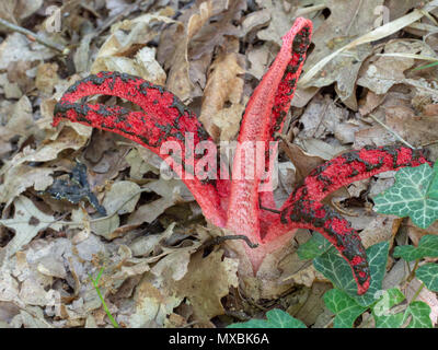 - Clathrus archeri champignon malodorant. Octopus phalle impudique. Banque D'Images