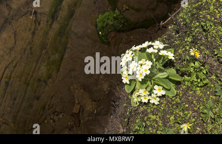 dh Primula vulgaris FLORA UK Pale jaune primrosiers fleur de printemps fleurs communes de primrose sauvage de rivière en fleurs de rivière Banque D'Images