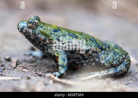 L'fire-bellied toad (Bombina bombina) est un feu-bellied toad originaire de l'Europe continentale. Soutenu vert. Banque D'Images