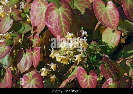 Ailes de fées (epimedium Epimedium x versicolor sulphureum). L'un des hybrides entre Epimedium grandiflorum et Epimedium pinnatum colchicum. Banque D'Images