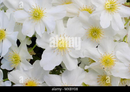 Clematis cartmanii 'Avalanche', toujours verte, pas de tailler les clématites, en fleurs au printemps, UK Banque D'Images