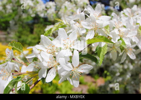 Malus transitoria. Couper le crabe des feuilles au printemps, la floraison des pommiers, England, UK Banque D'Images