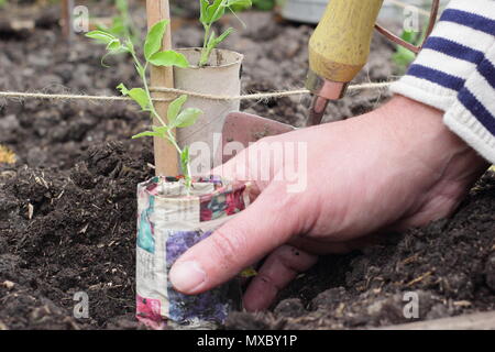 Lathyrus odoratus. La plantation de jeunes plants de pois sucré dans des pots en papier recyclé à la base de la canne, prend en charge l'usine wigwam printemps, UK Banque D'Images