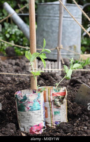 Lathyrus odoratus. Les jeunes plantes de pois en papier recyclé pots prêts pour la plantation de canne à sucre à la base du plant wigwam prend en charge, printemps, UK Banque D'Images