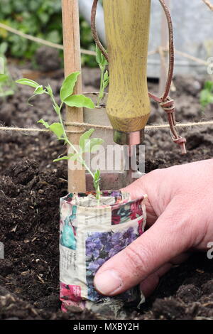 Lathyrus odoratus. Les jeunes plantes jardinier pois de plantes en pots en papier recyclé à la base de la canne, prend en charge l'usine wigwam printemps, UK Banque D'Images