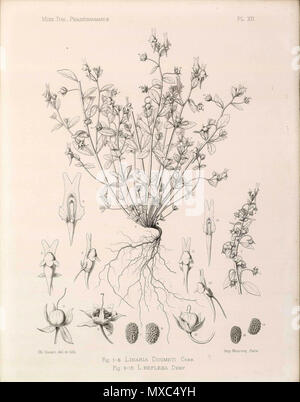 . English : Dessin de Linaria reflexa subsp. doumetii (Bonnet & Barratte) D.A. Sutton . 7 octobre 2013, 21:32:11. Bonnet et Barratte Linaria reflexa subsp. doumetii 373 (Bonnet &AMP ; Barratte) D.A. Sutton Banque D'Images