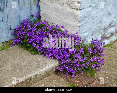 Plante à fleurs pourpres,Campanula portenschlagiana, communément connu sous le nom de campanules, grandissant dans l'angle d'une ancienne porte dans le Nord de la France. Banque D'Images