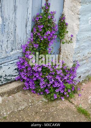 Plante à fleurs pourpres,Campanula portenschlagiana, communément connu sous le nom de campanules, grandissant dans l'angle d'une ancienne porte dans le Nord de la France. Banque D'Images