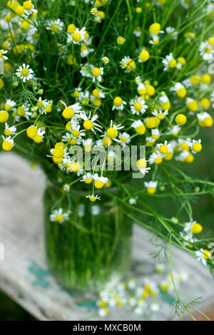 Un bouquet de marguerites dans un bocal en verre sur un banc en bois dans le jardin. Journée ensoleillée. Banque D'Images