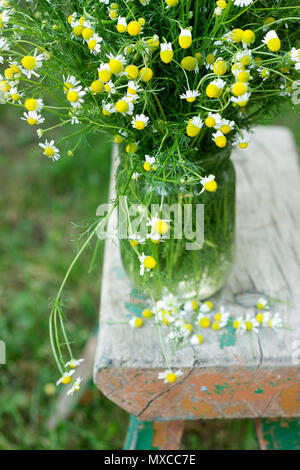 Un bouquet de marguerites dans un bocal en verre sur un banc en bois dans le jardin. Journée ensoleillée. Banque D'Images