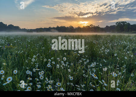 Marguerites sur un pré au printemps au lever du soleil. À Bayreuth, Allemagne, Wilhelminenaue. Banque D'Images