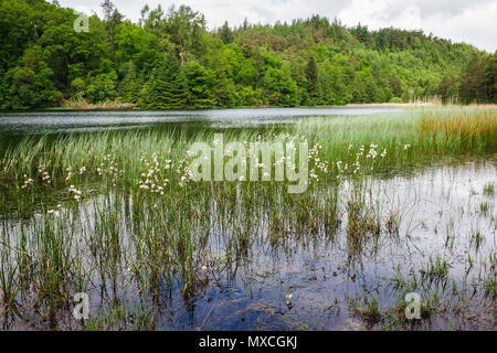 Tourbière commun Cotton-Grass Eriophorum angustifolium sur bord de l'eau de Llyn y Parc lac en été je Gwydyr Forest Park. Le Parc National de Snowdonia au Pays de Galles UK Banque D'Images