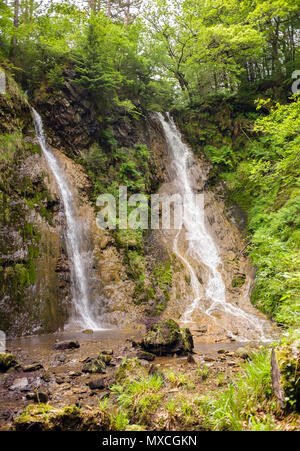 La queue de la jument grise cascade (Rhaeadr y Parc Mawr) Twin Falls de Gwydyr Forest Park dans le parc national de Snowdonia. Conwy, au nord du Pays de Galles, Royaume-Uni, Angleterre Banque D'Images