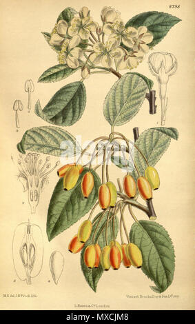 . Malus rivularis ( = Malus fusca), Rosaceae . 1919. M.S. del., J.N.Fitch lith. 390 Malus rivularis 145-8798 Banque D'Images