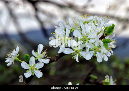 Gros plan sur une brindille recouvert de blanc-sour cherry blossom, Flou d'arrière-plan du paysage Banque D'Images