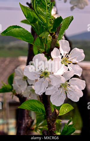 Gros plan sur une grappe de fleurs de cerisier aigre blanc-vert vif et dépliants Banque D'Images